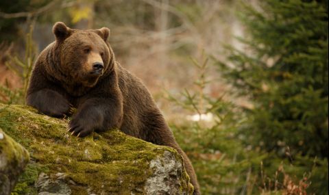 Най-старата мечка в парк Белица не може да заспи зимен сън  - 1