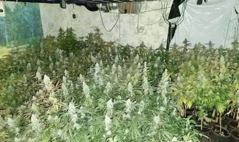 ГДБОП откри 900 стръка канабис в кравеферма в Добричко - 1