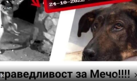 Има задържан за насилието над кучето Мечо в София - 1
