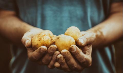 Истината за вредата от картофите и ролята им за вашето наднормено тегло - 1