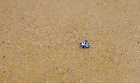 Отровно животно предизвика тревога на испански плаж - 1