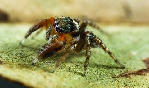 50 000 вида паяци пълзят по Земята - 1