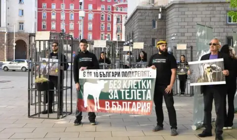 Активисти в клетки протестираха пред парламента в защита на телетата