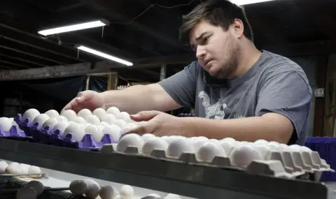 European country refuses to supply chicken eggs to US  - 1