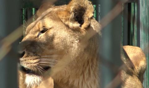 Новородените лъвчета в хасковския зоопарк починаха след премръзване - 1