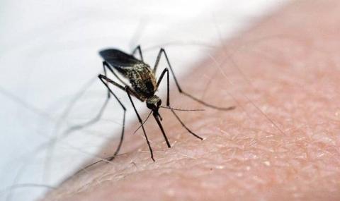 8 неща, заради които комарите ви хапят - 1
