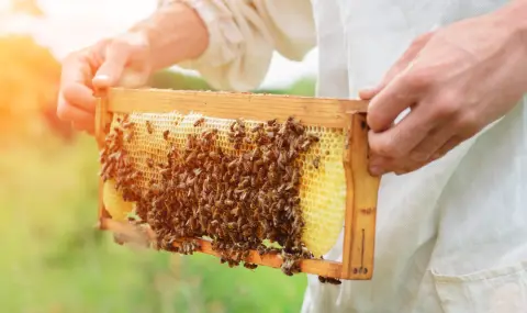 Учени разкриха защо пчелите правят по-малко мед - 1