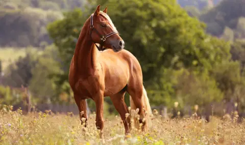 A horse caused an accident with a bus carrying children  - 1