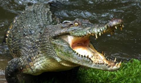 Футболист бе изяден от... крокодил - 1