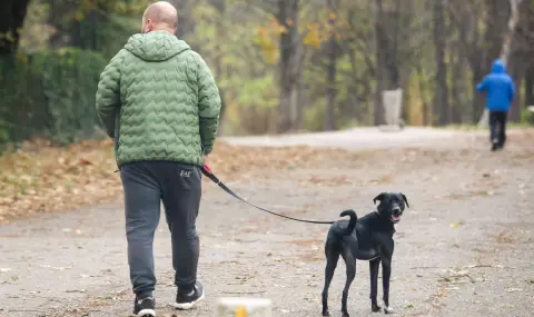 An outbreak of canine disease in a dog shelter in Kyustendil  - 1