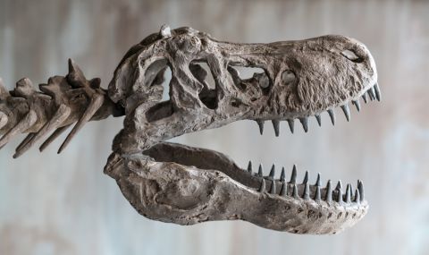 Откриха останки от непознат вид малки динозаври (СНИМКА) - 1