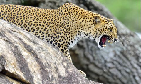 Индийка пребори разярен леопард с голи ръце - 1