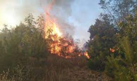 Пожар в Пирин планина над комплекса „Пирин голф“ - 1