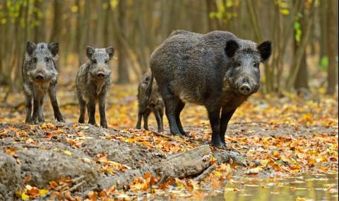 Отрицателни са пробите за чума по свинете във Видинско - 1