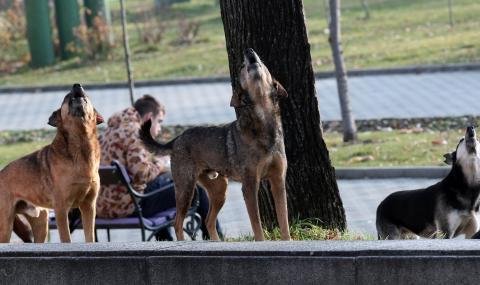 Глутница бездомни кучета тероризира столичен квартал (ВИДЕО) - 1