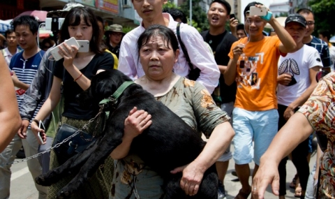 Фестивалът на кучешкото месо започна в Китай, светът протестира - 1