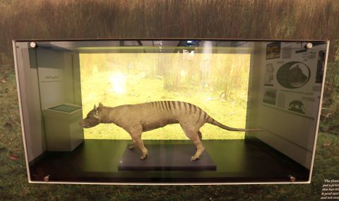 Учени извлякоха РНК от тасманийски тигър, изчезнал преди близо 90 години (ВИДЕО) - 1