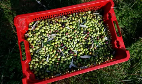 Турските износители на зехтин поискаха от САЩ квота от 60 хил. тона - 1