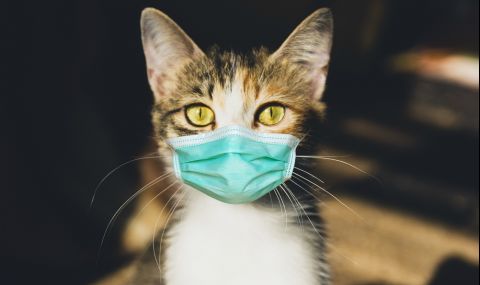 Котка зарази лекарка с COVID-19 в Тайланд - 1