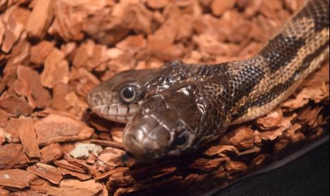 Американка откри двуглава змия в дома си (ВИДЕО) - 1