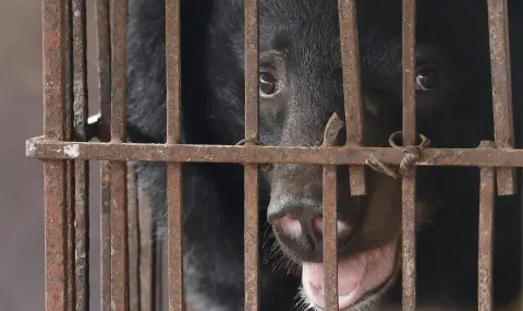 Northern Greece under investigation after bear brutally killed  - 1