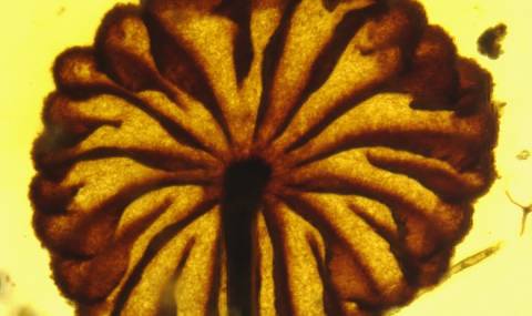 Палеонтолози откриха древни мухоморки - 1