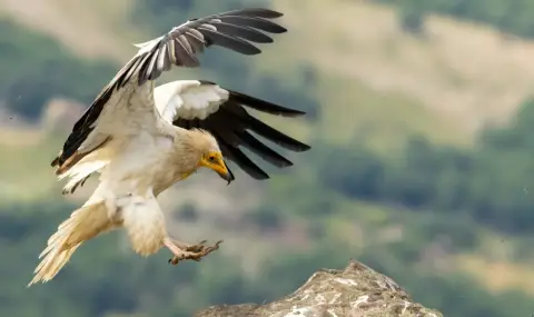 Защитен египетски лешояд се отрови от примамка за вълци край Крумовград - 1