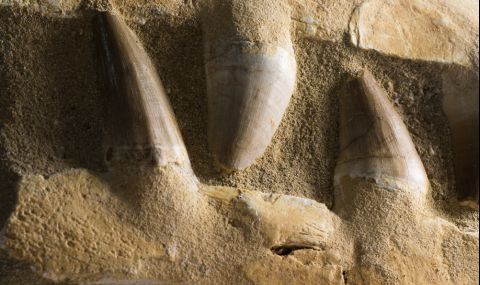 Гигантски звяр е царувал в морето преди 66 млн. години, разкриват вкаменелости от Мароко - 1