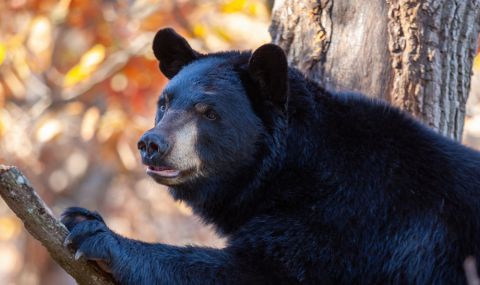 Застреляха черна мечка, избягала от зоопарк и нападнала човек във Флорида - 1