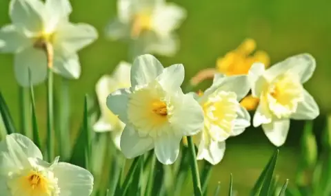 Weather today, forecast for Thursday, March 12: Remains sunny with easterly wind  - 1