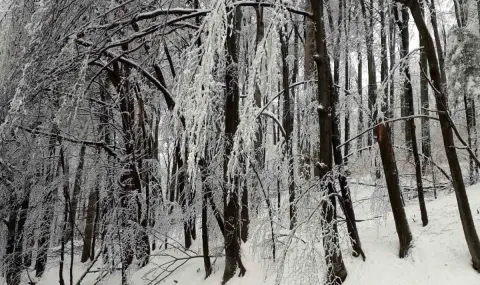 Сняг заваля на „Петрохан“, снегорини са на място ВИДЕО - 1