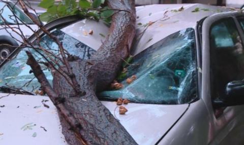 Голямо дърво падна върху две коли в Пловдив - 1