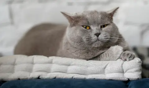 Отиде си най-известната котка в България - котаракът Румен - 1