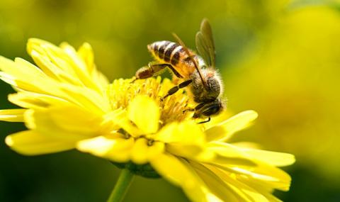 Пестициди, забранени в ЕС, морят пчелите у нас - 1