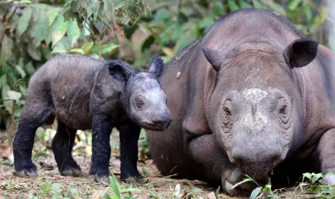 Рядък вид носорог с два рога се роди в Индонезия (СНИМКИ) - 1