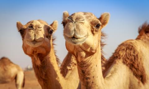Абу Даби създава полицейски патрули с камили - 1