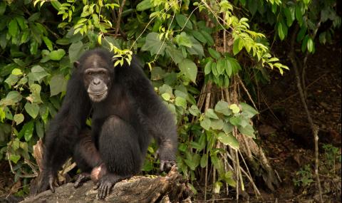 Агресивни шимпанзета, пуснати от лаборатория, живеят на свой остров (ВИДЕО) - 1