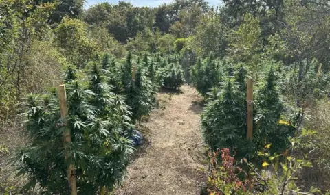 Разбиха огромна наркооранжерия край Варна, задържаха двама братя - 1