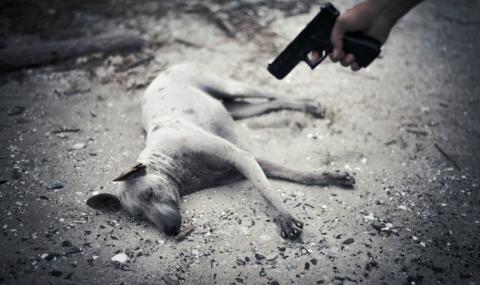 Турция обяви война на насилието над животни - 1