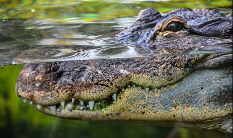 Крокодил разкъса непредпазлив плувец - 1