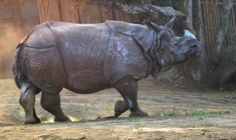 Пращат носорог на любовна експедиция - 1