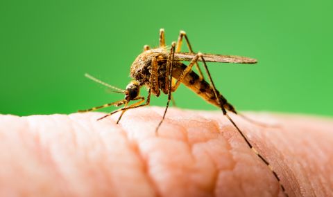 Ще се повиши рискът от зарази, пренасяни от комари, заради глобалното затопляне - 1