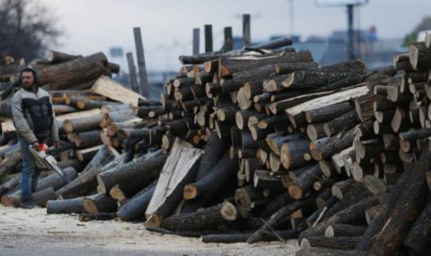 Мая Манолова: Спешно трябват търгове за добив на дървесина - 1