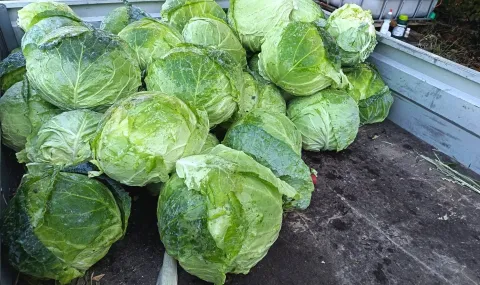 The Cabbage Festival gathers guests today in Petarch - 1