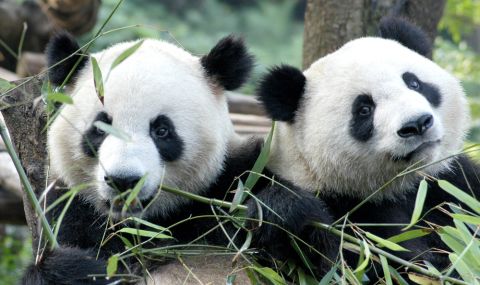 Пандите от Единбургския зоопарк се завръщат в Китай тази година (ВИДЕО) - 1