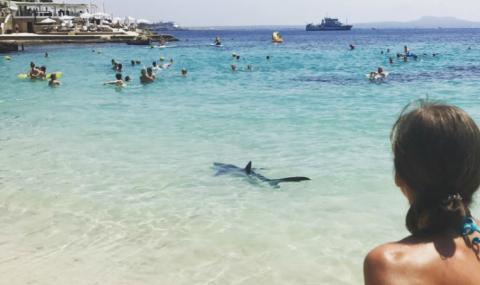 Акула прогони туристи на средиземноморски плаж - 1