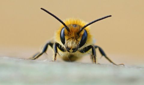 Мумифицирани пчели на 3000 години бяха открити в Португалия (СНИМКА) - 1