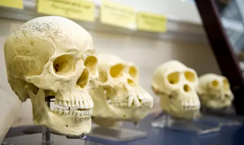 Извънземни или хора-мравки? Деформиран череп, открит в Аржентина, озадачи археолозите (СНИМКА) - 1