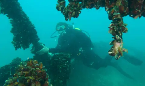 Маргарита Бойчева: „Потопът и вкаменената гора“ е филм за хората, които не спират да търсят истината под вълните - 1