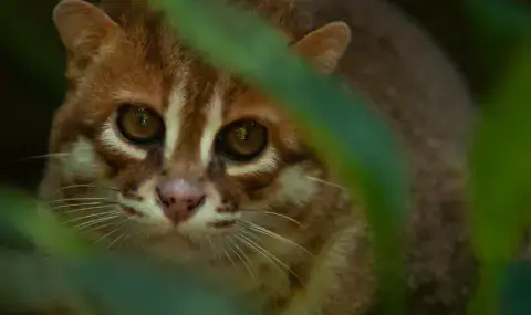 Появи се нова двойка, измъчвала животни